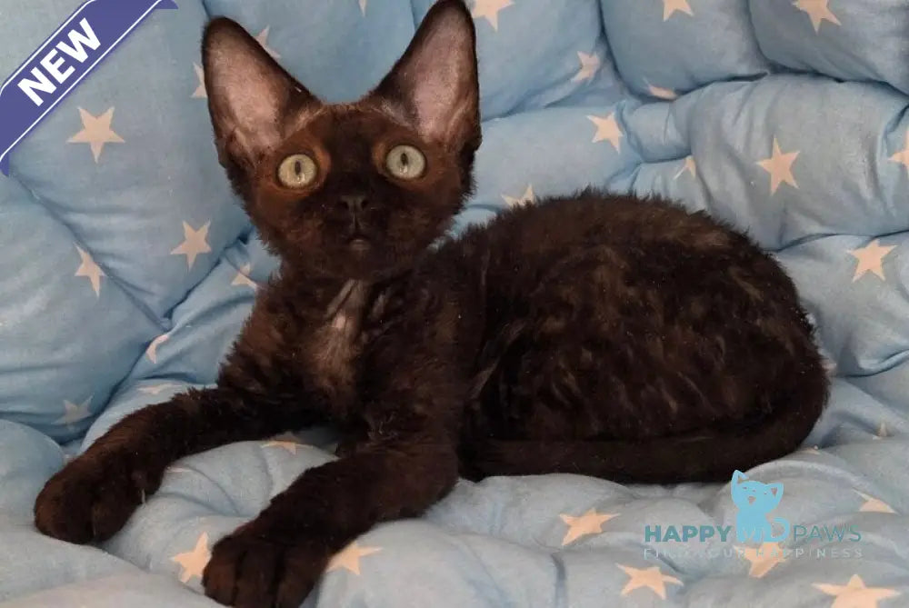 Zorro Devon Rex male black live animals