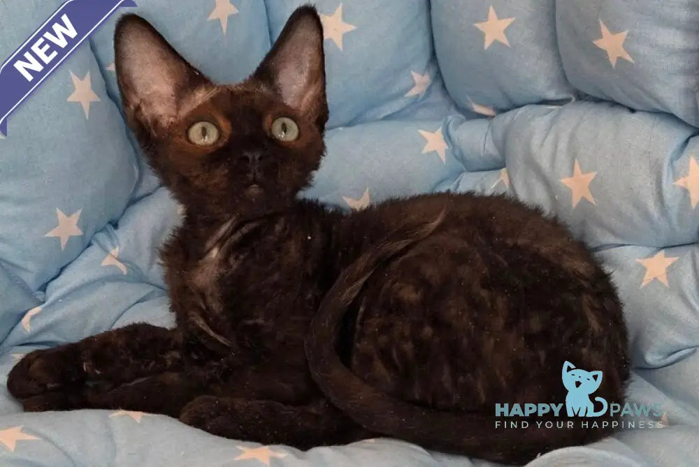 Zorro Devon Rex male black live animals