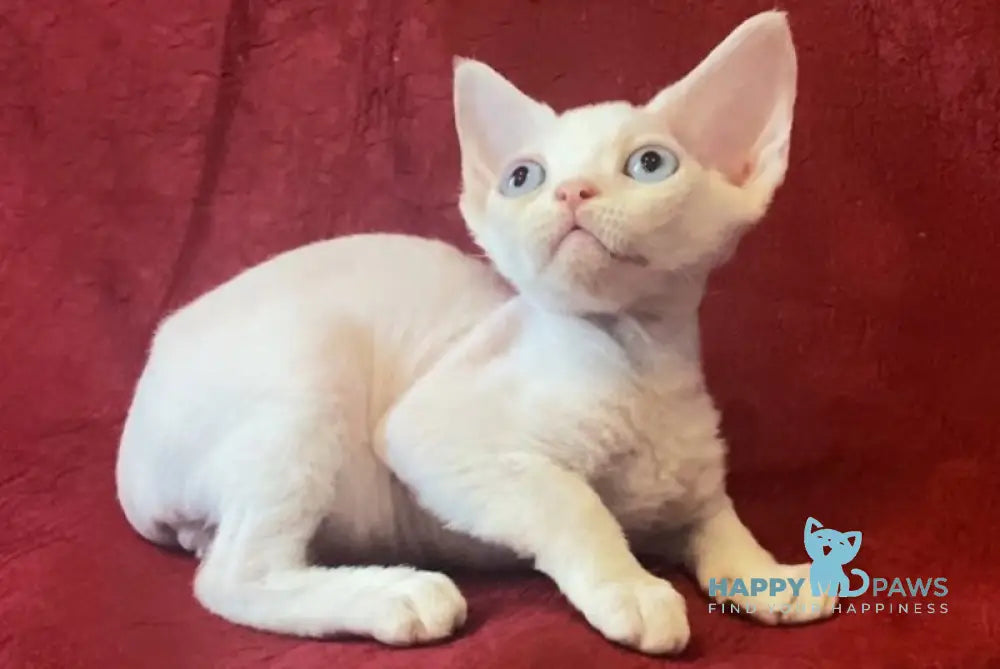 Zorro Devon Rex male white live animals