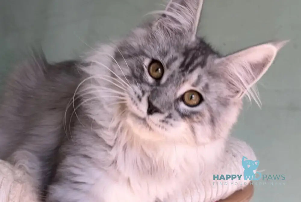 Zorro Maine Coon male black silver spotted tabby live animals