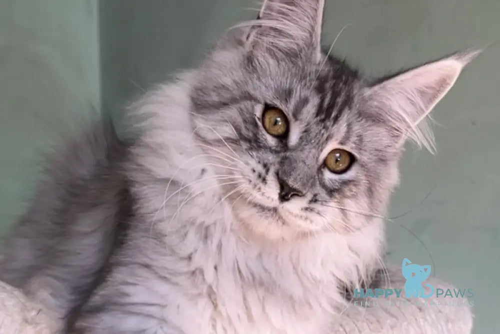 Zorro Maine Coon male black silver spotted tabby live animals