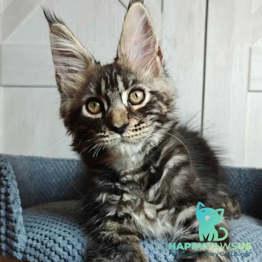 Zorro Maine Coon polydactyl 6x6x6x6 male black silver tabby - live animals