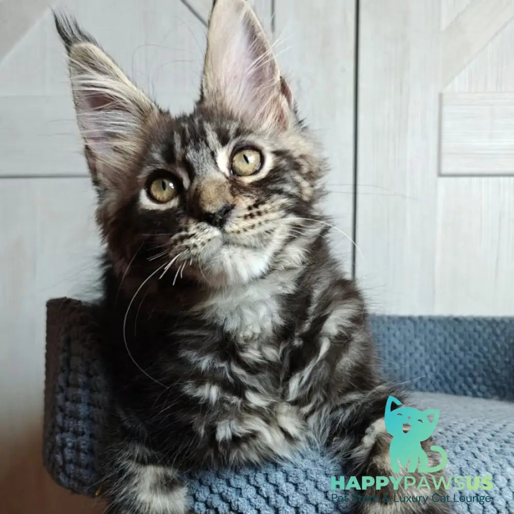 Zorro Maine Coon polydactyl 6x6x6x6 male black silver tabby - live animals