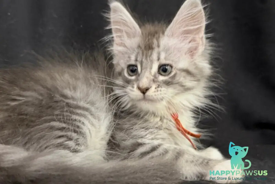 Zoryana Maine Coon female blue silver tabby with white - live animals