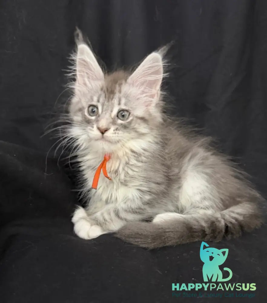 Zoryana Maine Coon female blue silver tabby with white - live animals