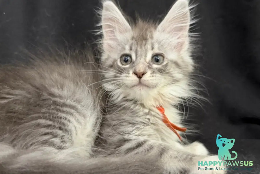 Zoryana Maine Coon female blue silver tabby with white - live animals