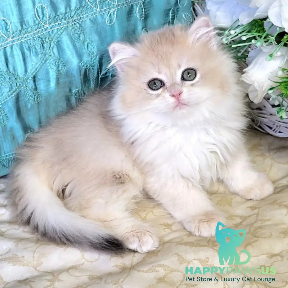 Zosya British Longhair female blue golden chinchilla - live animals