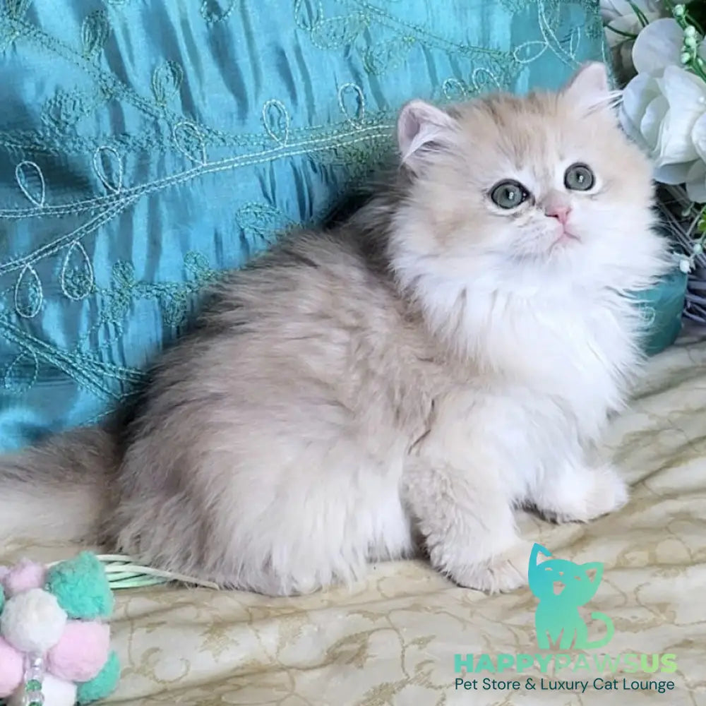 Zosya British Longhair female blue golden chinchilla - live animals