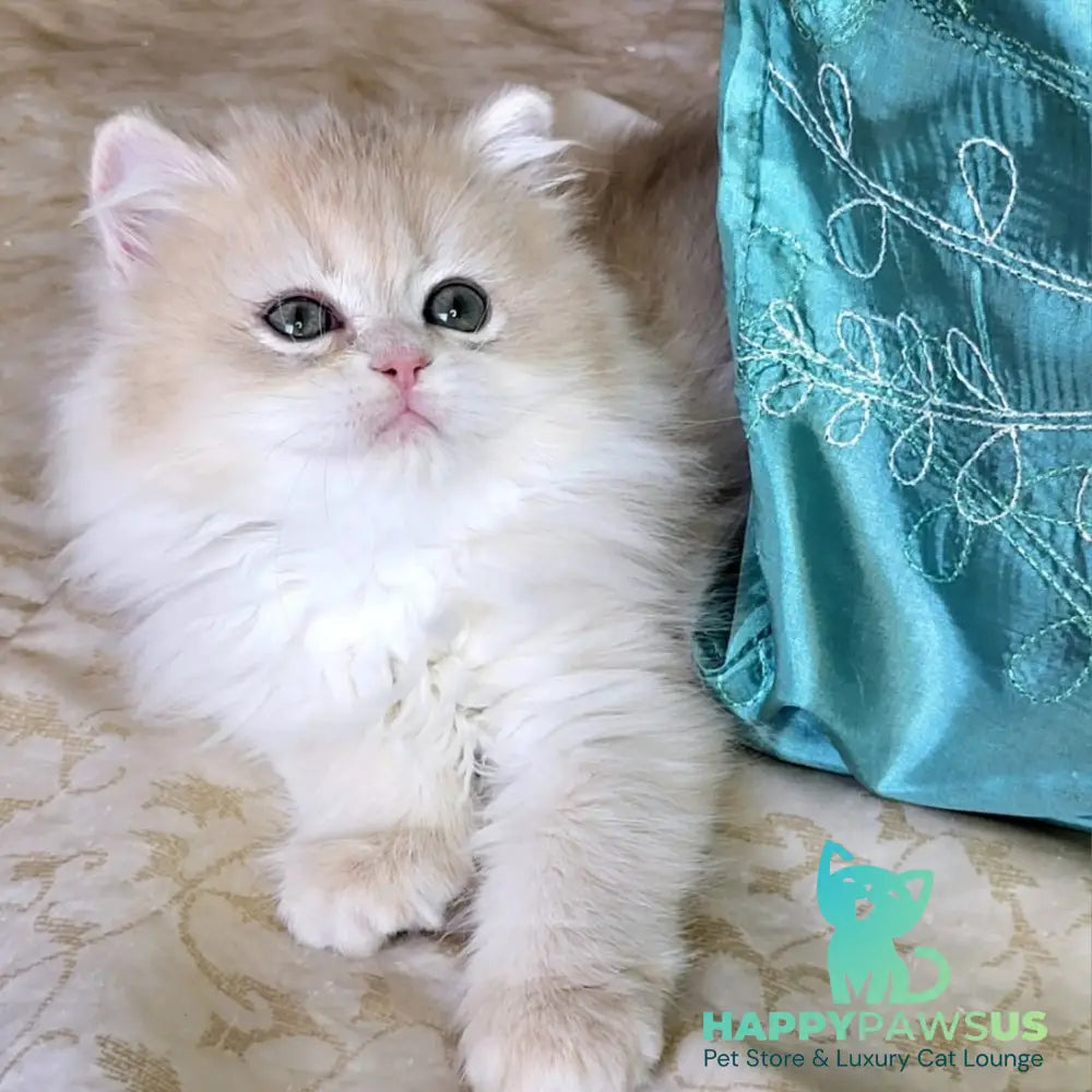 Zosya British Longhair female blue golden chinchilla - live animals