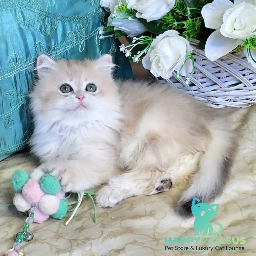 Zosya British Longhair female blue golden chinchilla - live animals
