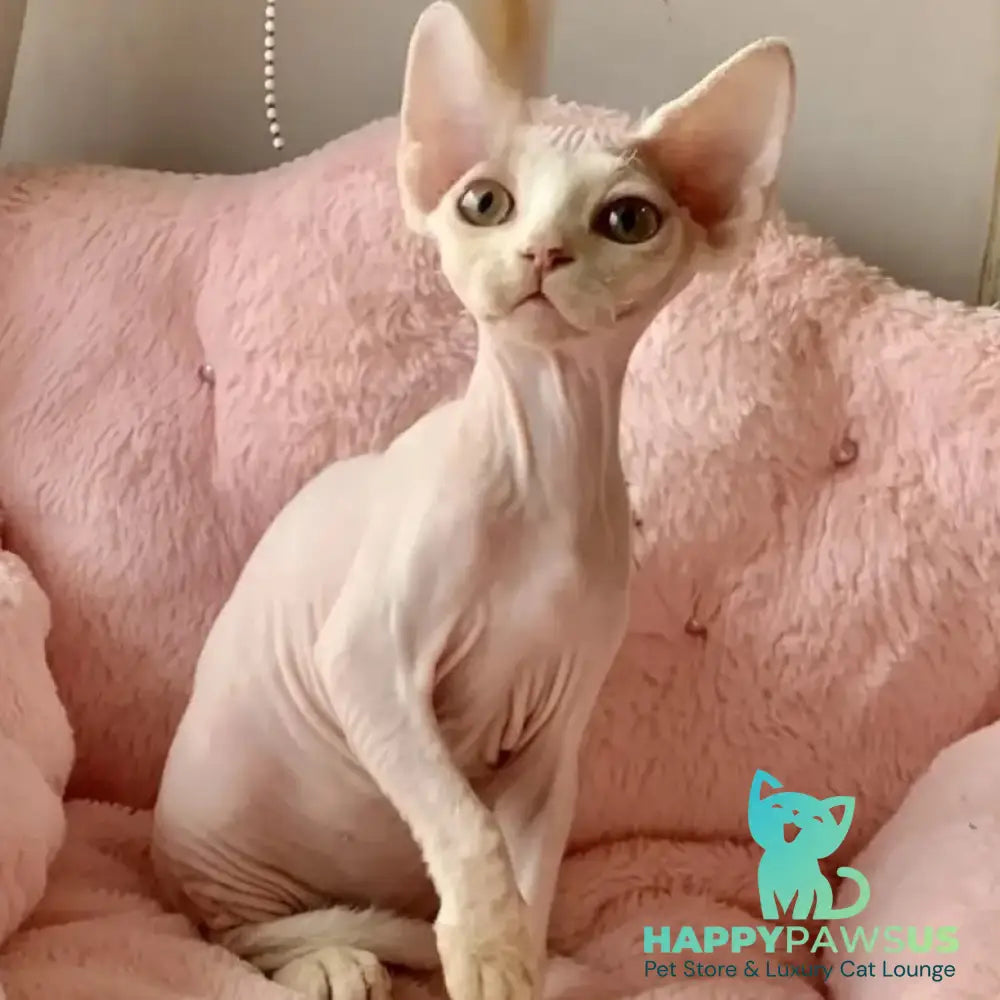 Zosya Devon Rex female white - live animals