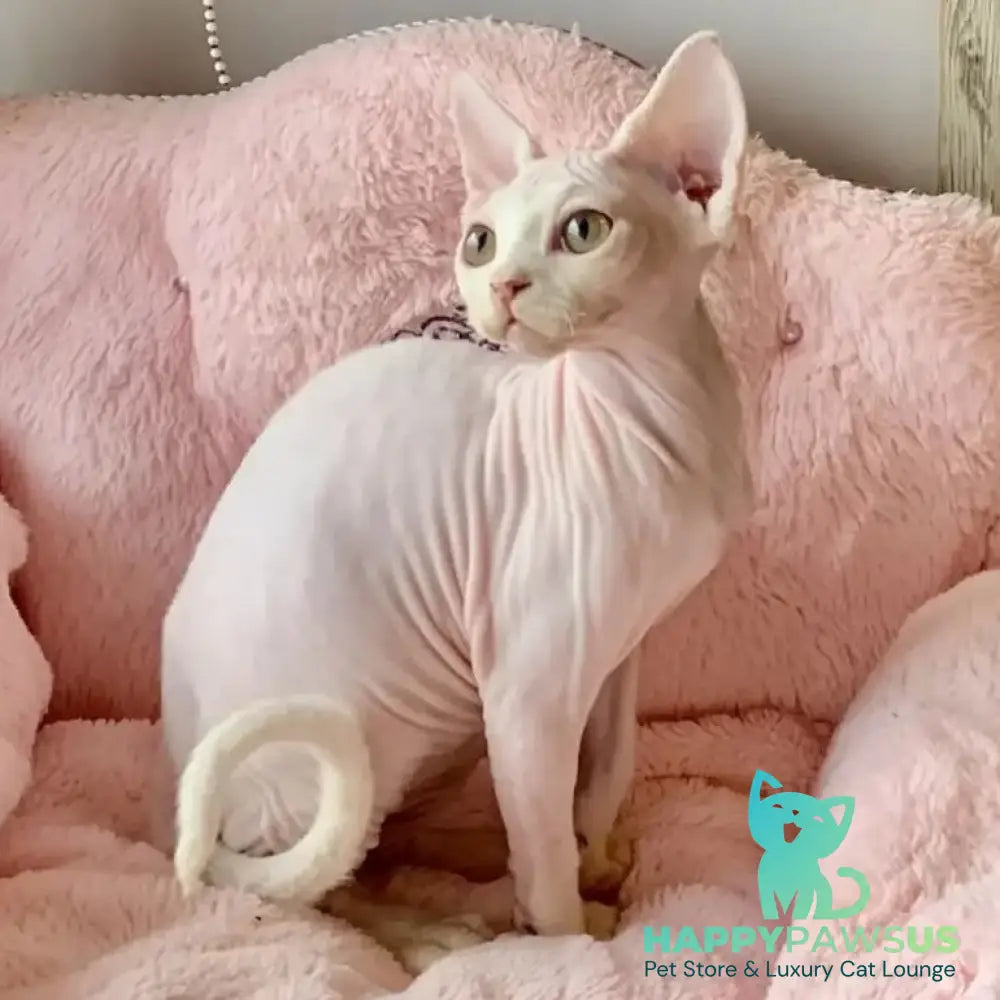 Zosya Devon Rex female white - live animals