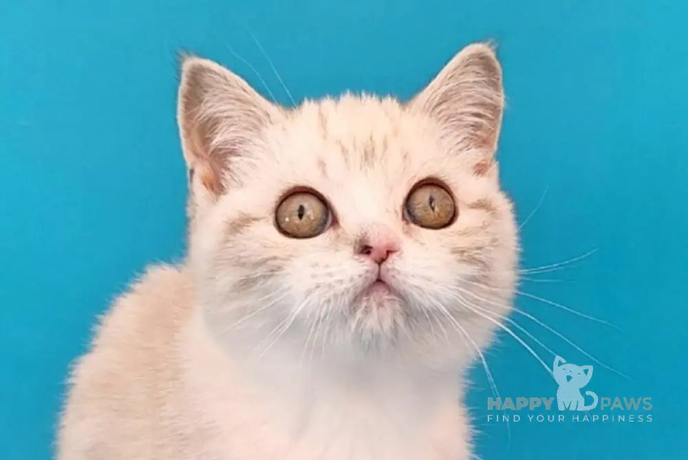 Zosya Scottish Straight female black silver tabby pointed bicolour live animals