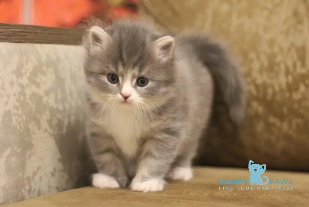 Zowie Siberian female blue tortie tabby bicolour live animals