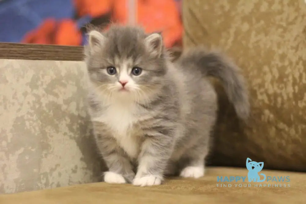 Zowie Siberian female blue tortie tabby bicolour live animals