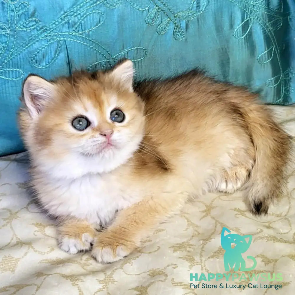 Zoya British Shorthair female black golden shaded - live animals