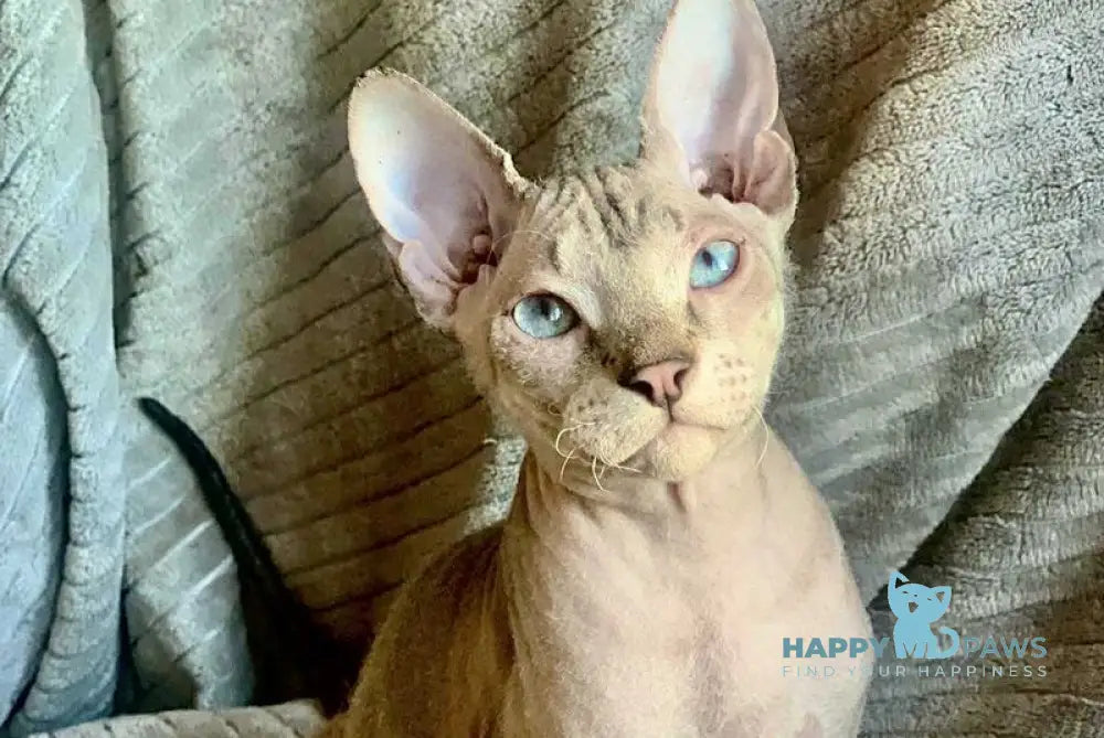 Zoya Don Sphynx female black tabby pointed live animals