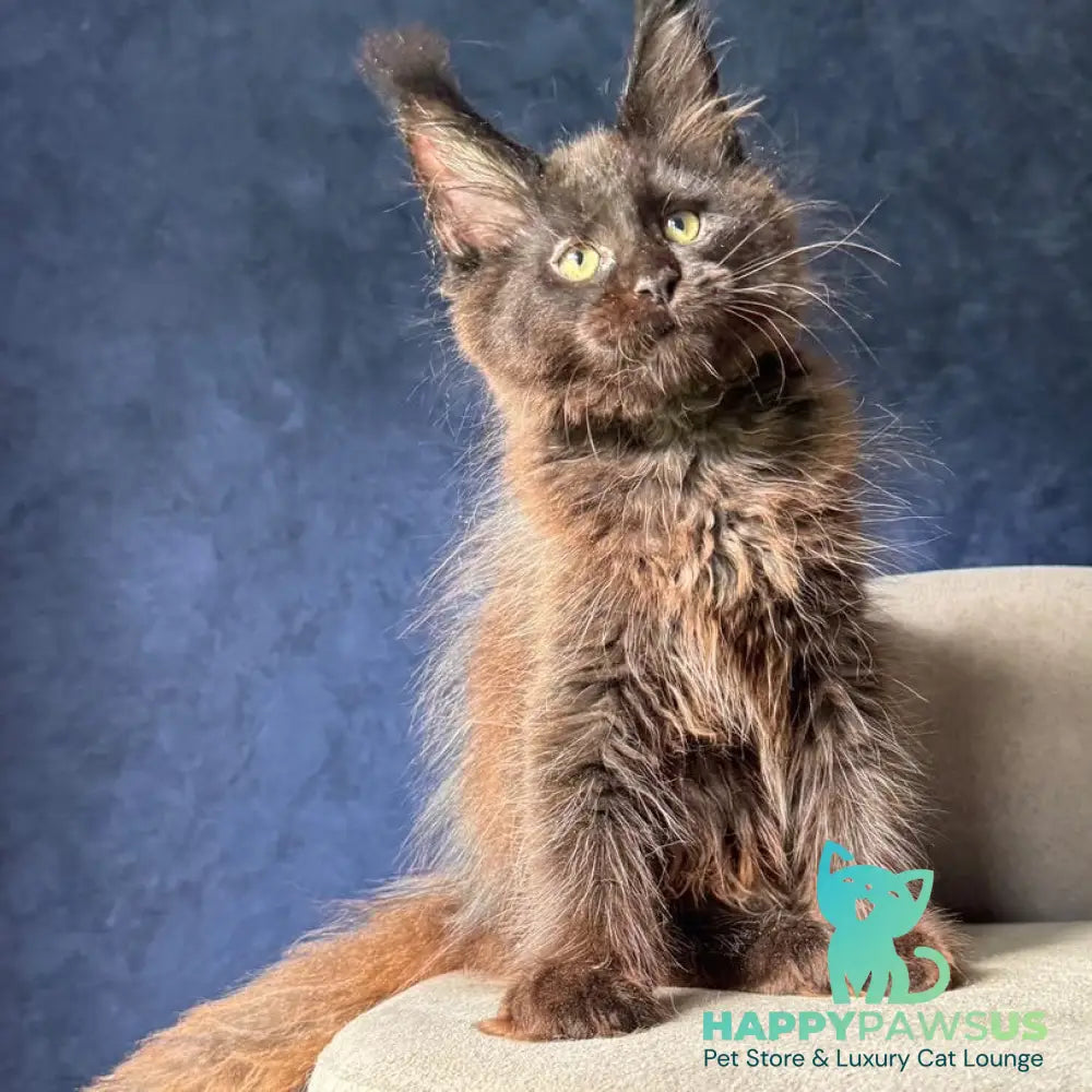 Zuli Maine Coon male black with white - live animals