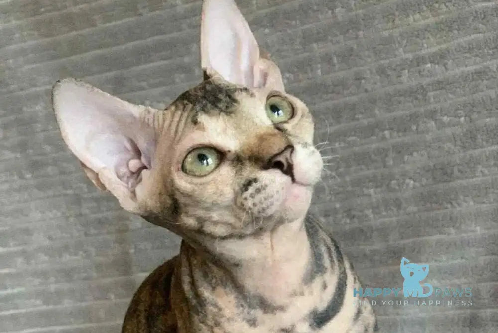 Zulya Don Sphynx female black tortie spotted tabby live animals