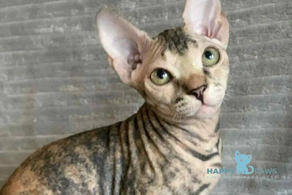 Zulya Don Sphynx female black tortie spotted tabby live animals