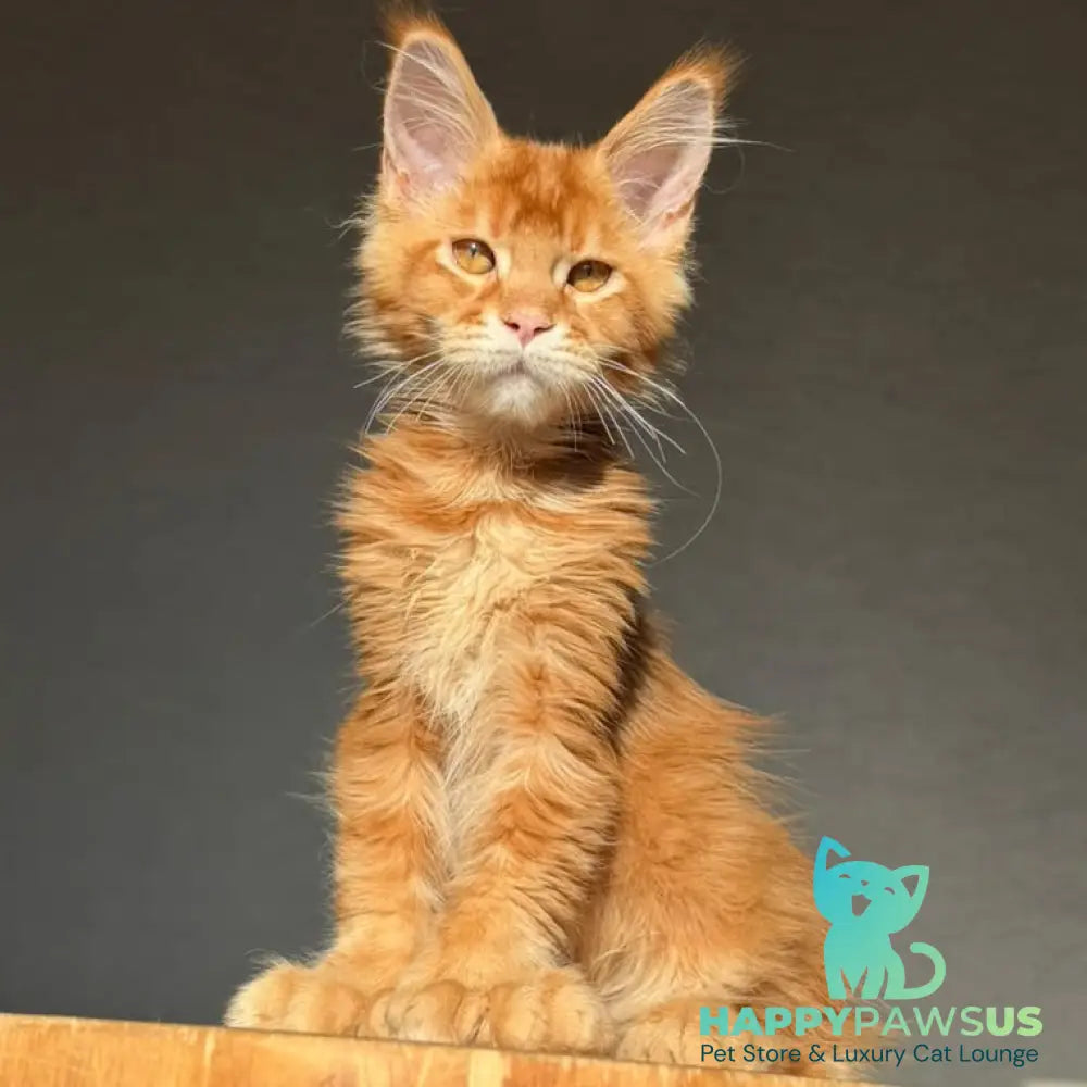 Zum-zum Maine Coon polydactyl 6x6x6x6 male red ticked tabby - live animals