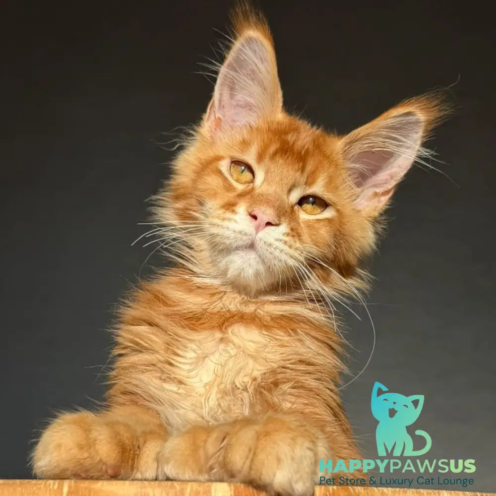 Zum-zum Maine Coon polydactyl 6x6x6x6 male red ticked tabby - live animals