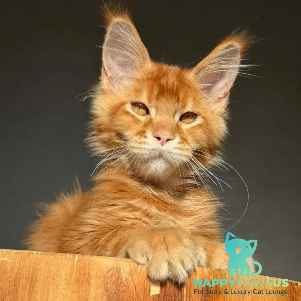 Zum-zum Maine Coon polydactyl 6x6x6x6 male red ticked tabby - live animals