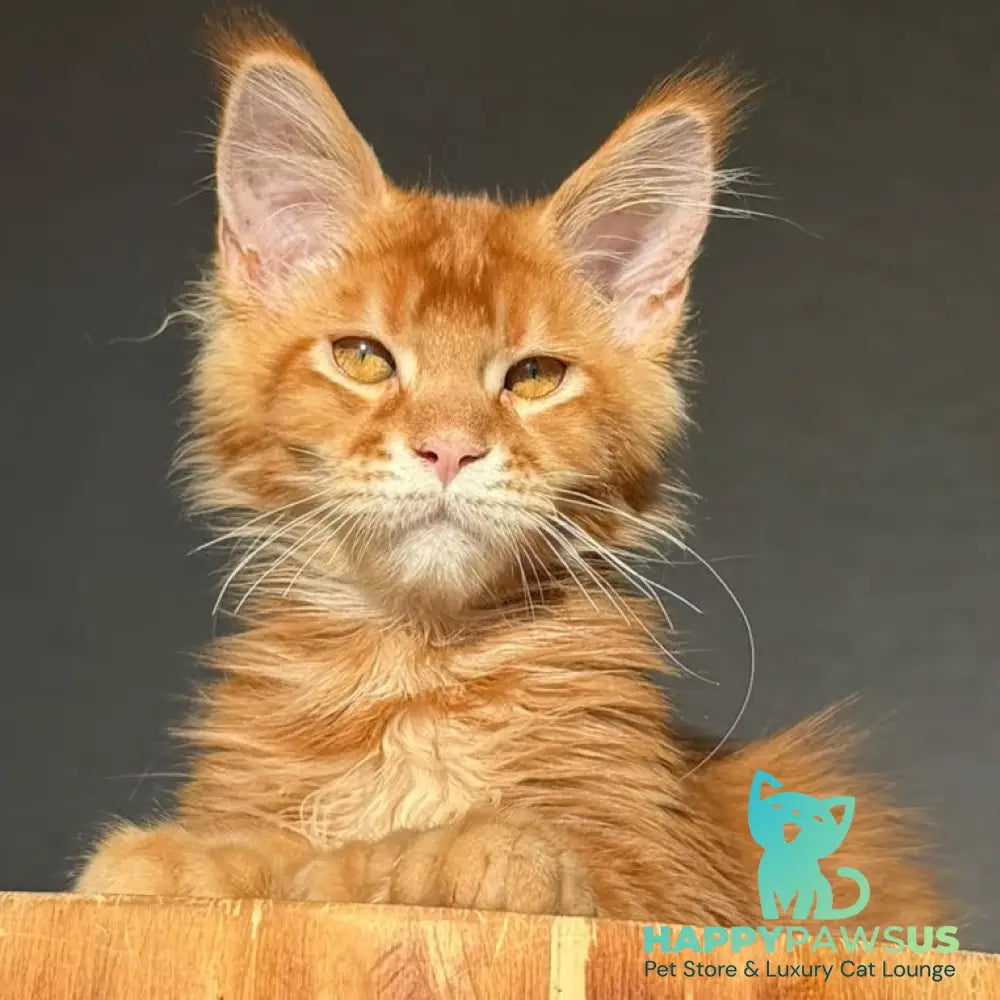 Zum-zum Maine Coon polydactyl 6x6x6x6 male red ticked tabby - live animals