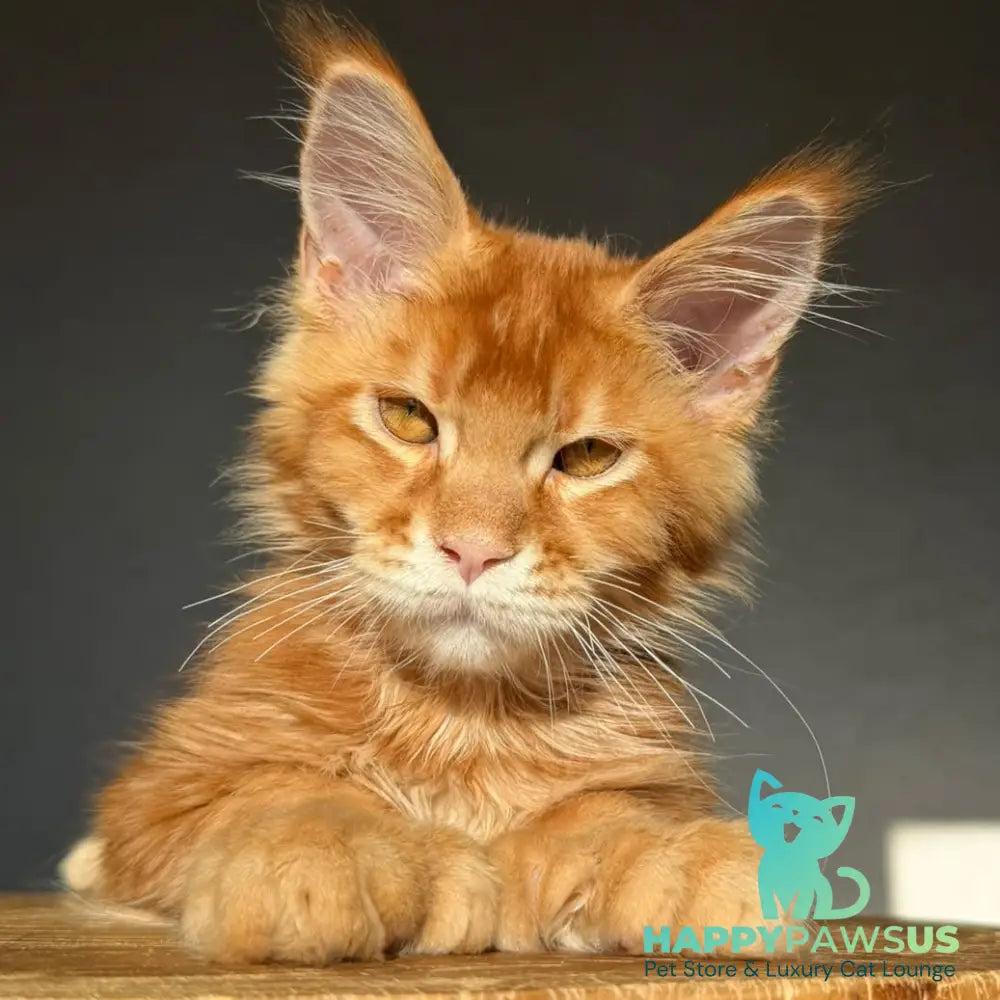 Zum-zum Maine Coon polydactyl 6x6x6x6 male red ticked tabby - live animals