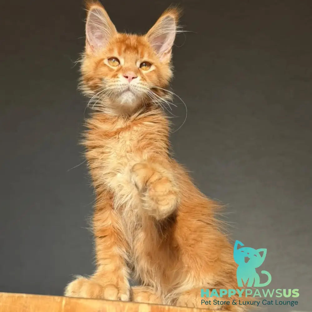 Zum-zum Maine Coon polydactyl 6x6x6x6 male red ticked tabby - live animals