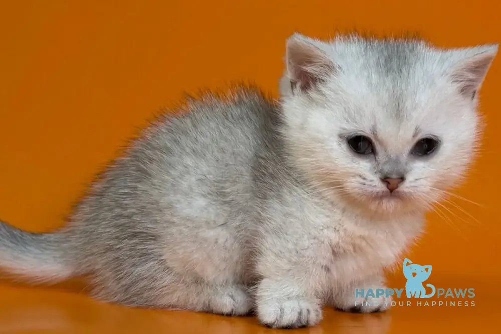 Zur Munchkin male black silver shaded - live animals