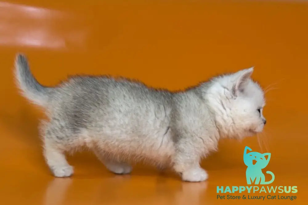 Zur Munchkin male black silver shaded - live animals