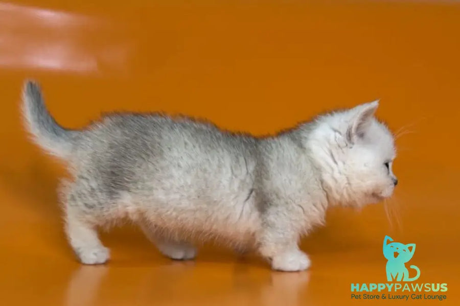 Zur Munchkin male black silver shaded - live animals