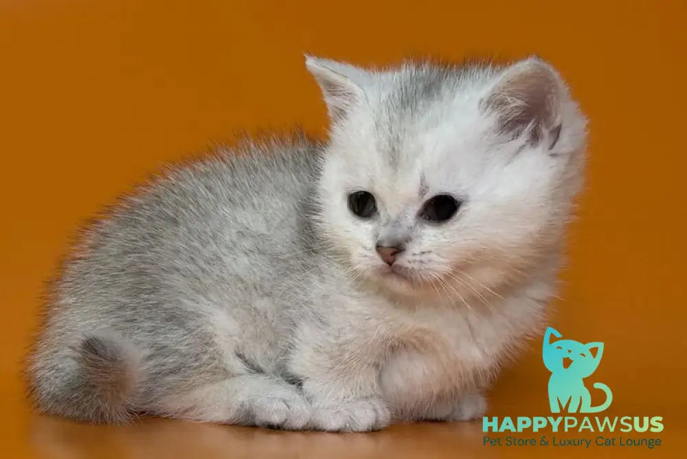 Zur Munchkin male black silver shaded - live animals