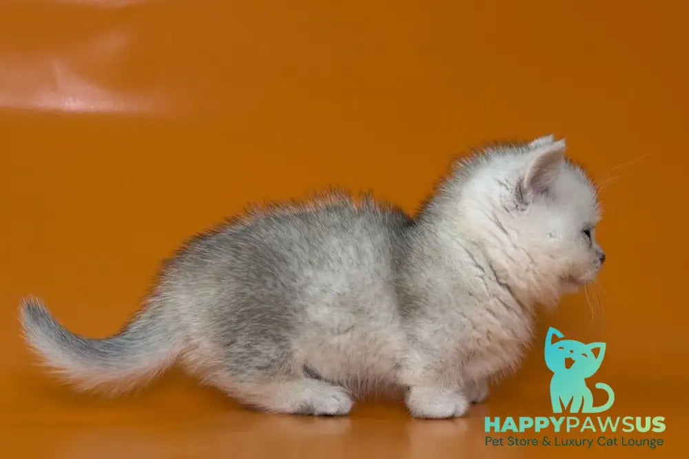 Zur Munchkin male black silver shaded - live animals