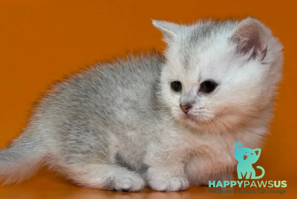 Zur Munchkin male black silver shaded - live animals