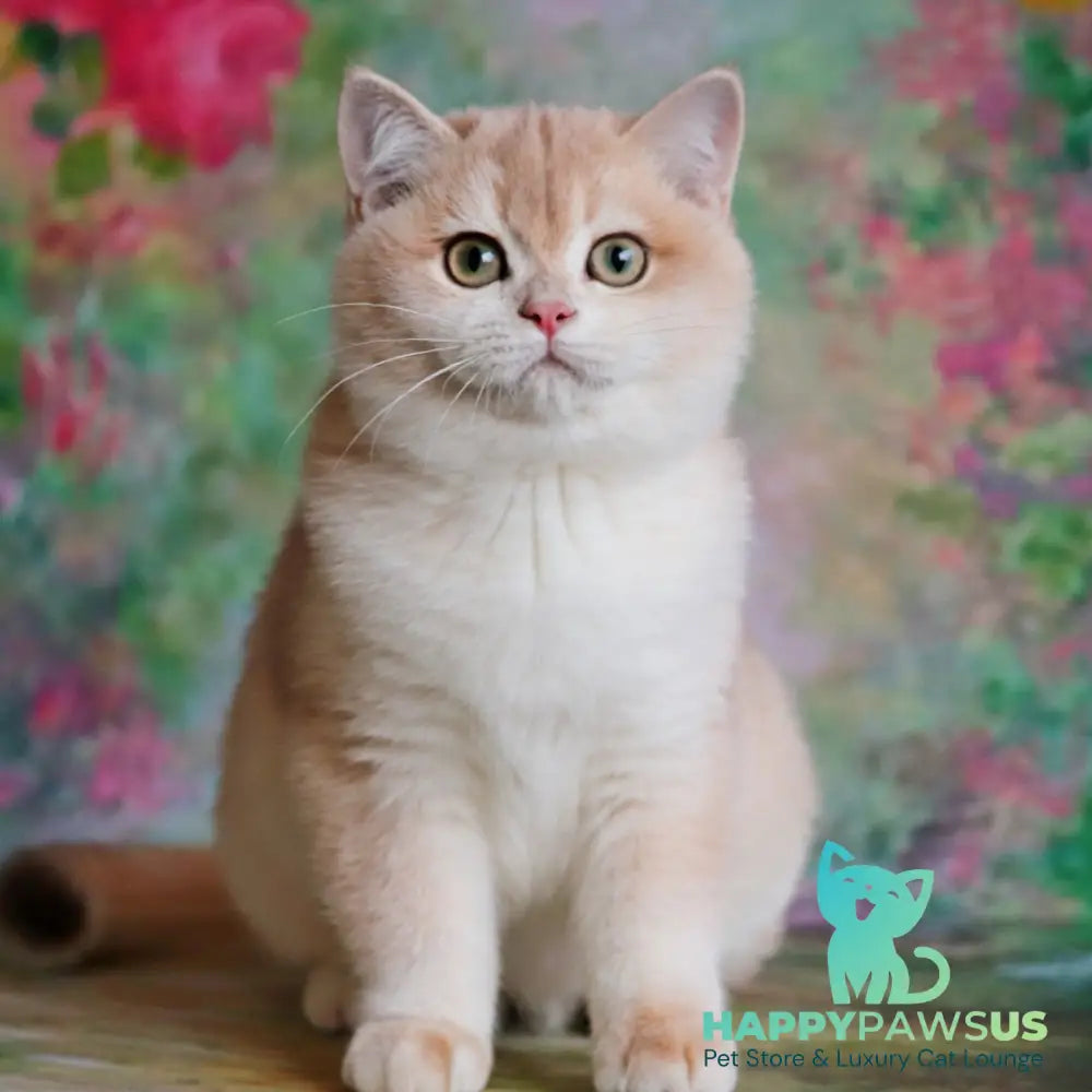 Zuri British Shorthair female blue golden shaded - live animals