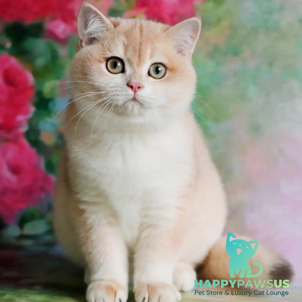 Zuri British Shorthair female blue golden shaded - live animals