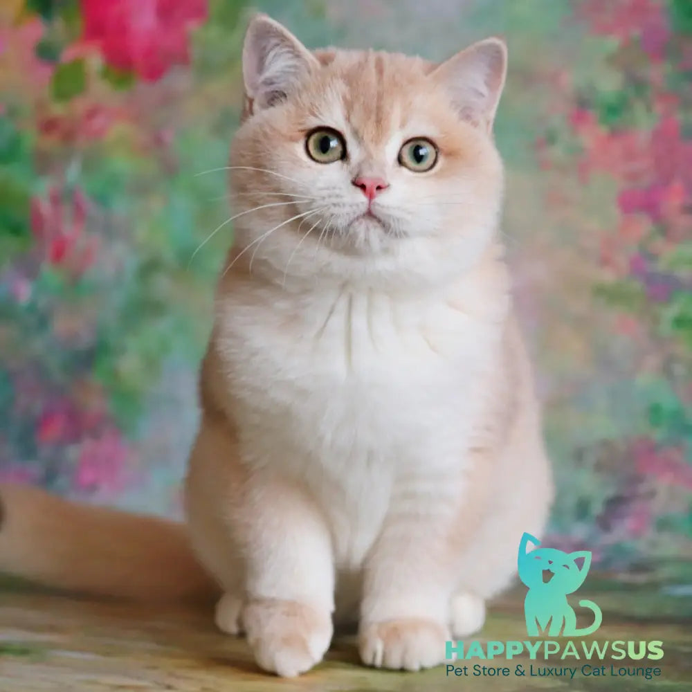 Zuri British Shorthair female blue golden shaded - live animals