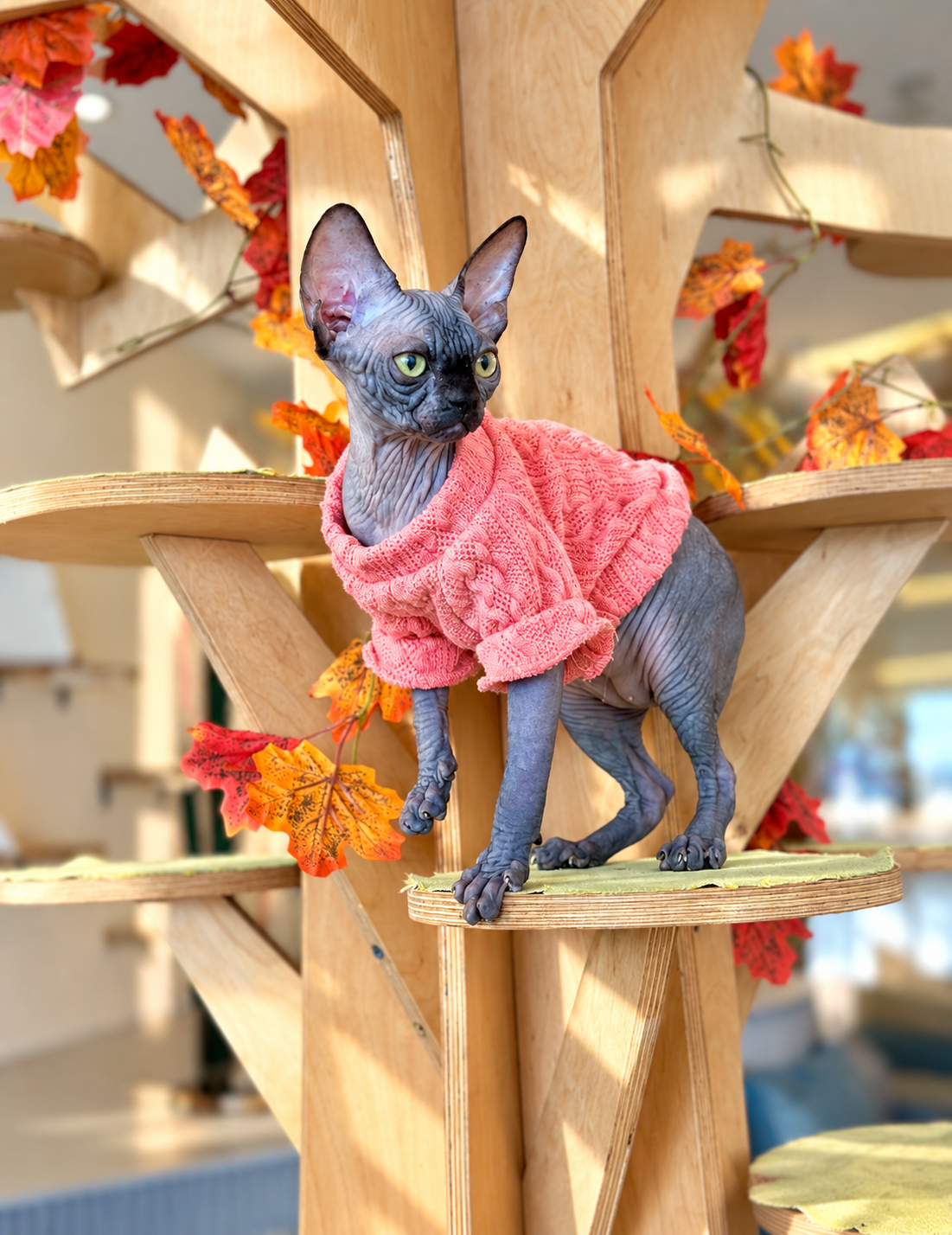 Zuru Canadian Sphynx female, black