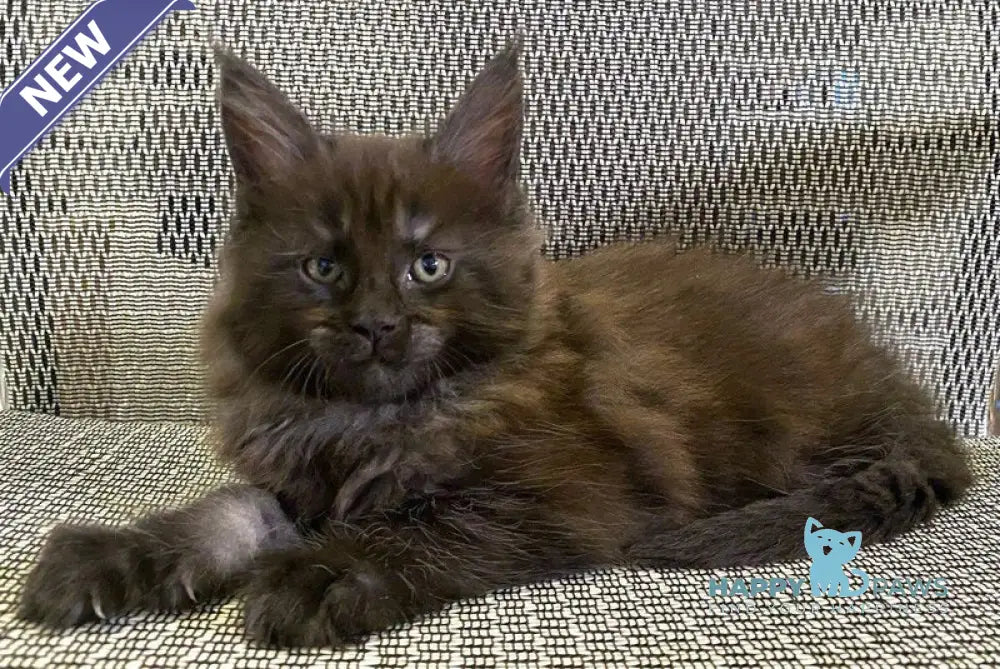 Zvezda Maine Coon female black silver live animals