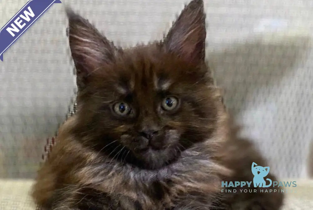 Zvezda Maine Coon female black silver live animals