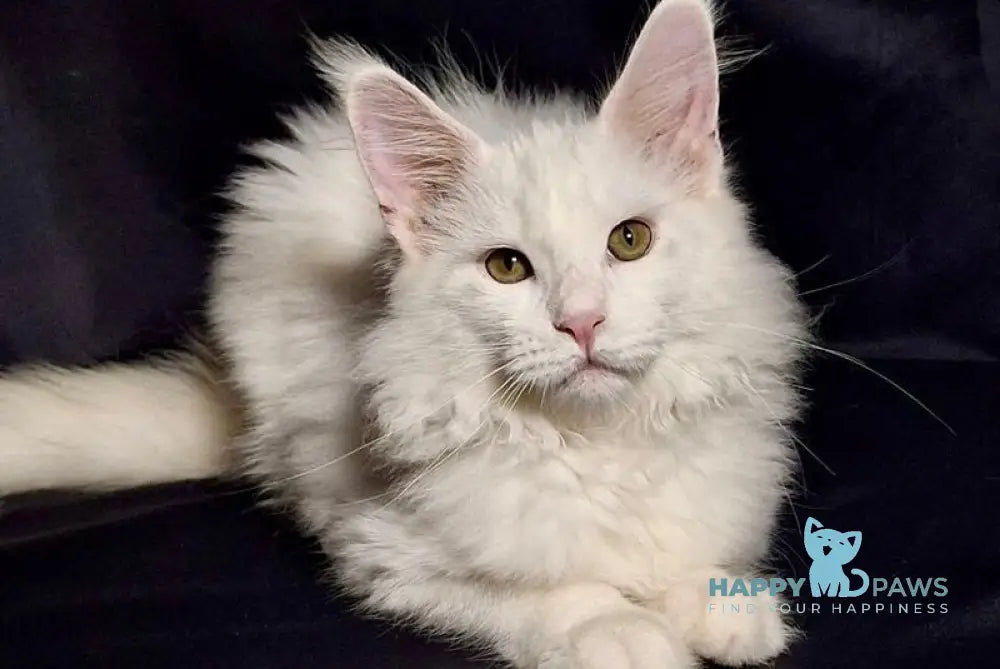 Zvezda Maine Coon female white live animals