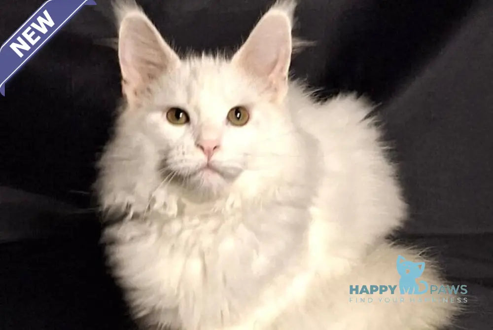 Zvezda Maine Coon female white live animals