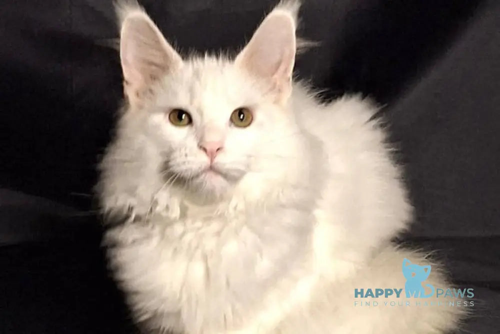 Zvezda Maine Coon female white live animals
