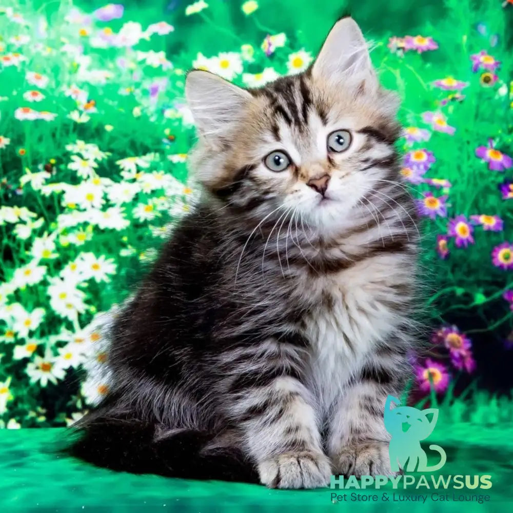 Zvezdochka Siberian female black tabby - live animals