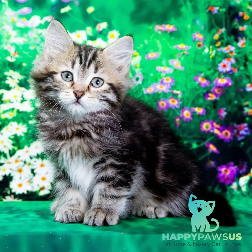 Zvezdochka Siberian female black tabby - live animals