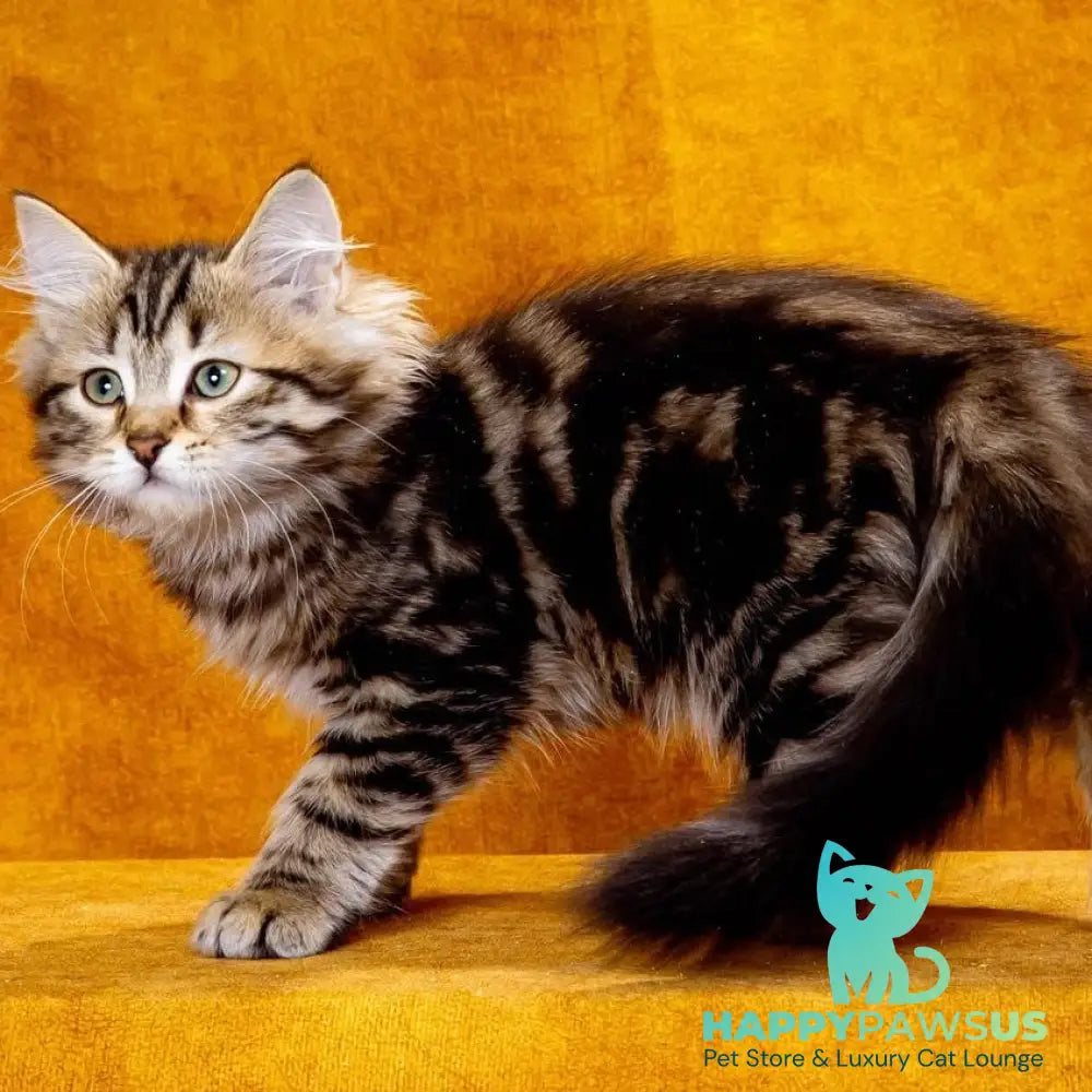 Zvezdochka Siberian female black tabby - live animals