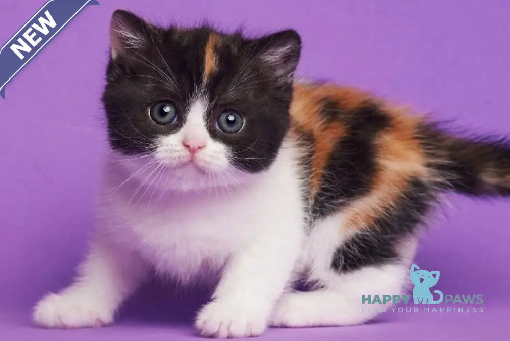 Zwilla British Shorthair female black tortie bicolour live animals