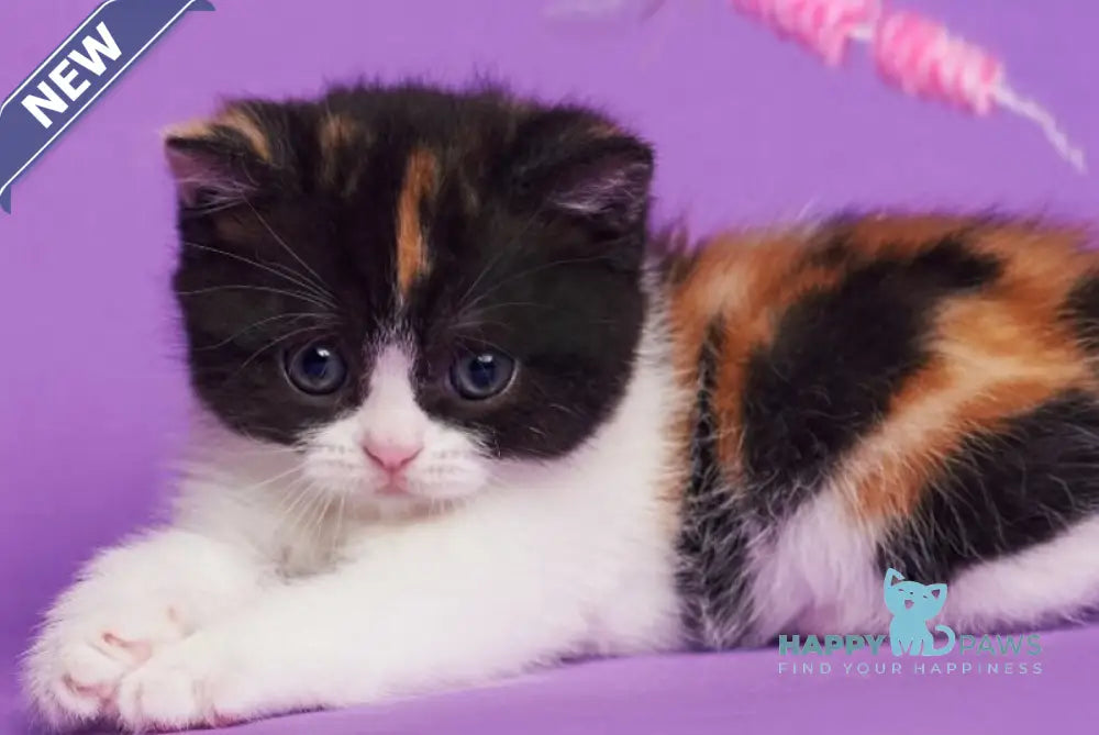 Zwilla British Shorthair female black tortie bicolour live animals